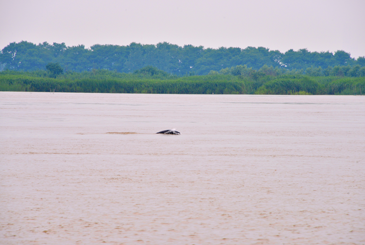 畅游在保护区内的长江江豚